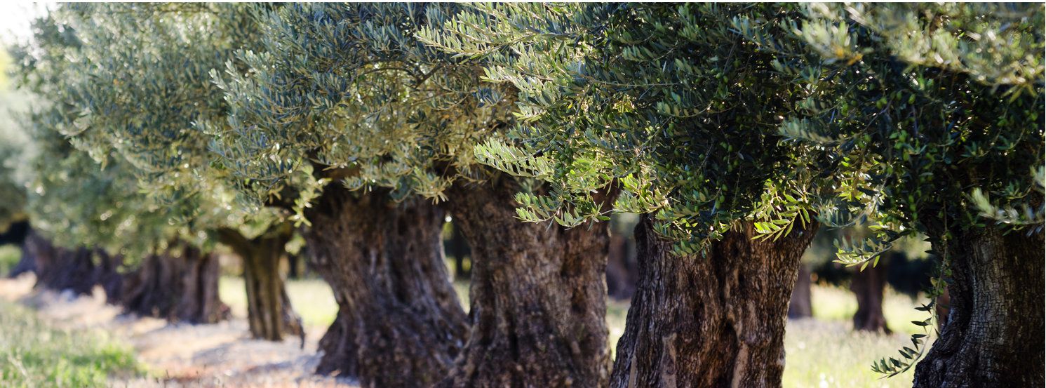Zonas olivareras y variedades de aceituna para producción de aceite de oliva virgen extra